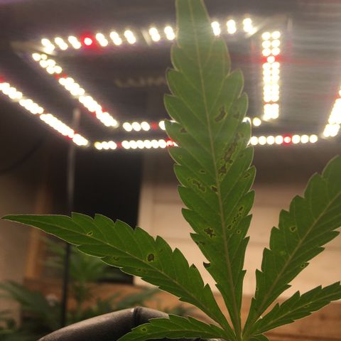 Green Crack  #1 growlog timeline photo