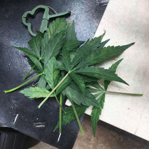 Green Crack  #1 growlog timeline photo