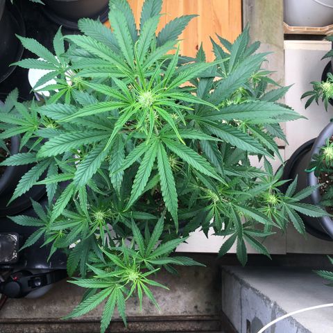Green Crack  #1 growlog timeline photo