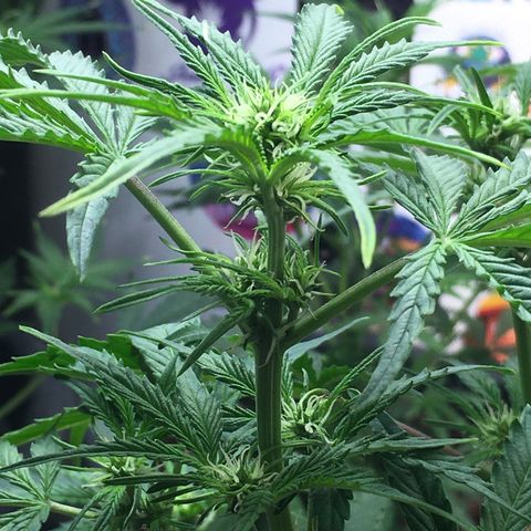 Green Crack  #1 growlog timeline photo