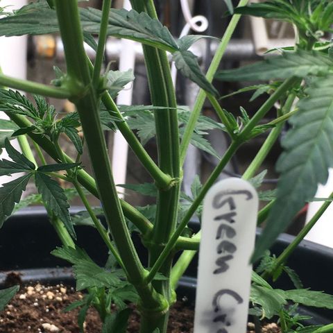 Green Crack  #1 growlog timeline photo
