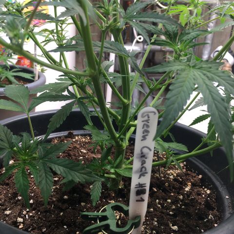 Green Crack  #1 growlog timeline photo