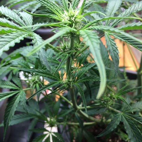 Green Crack  #1 growlog timeline photo