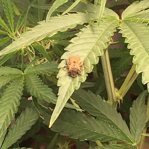 Green Crack  #1 growlog timeline photo