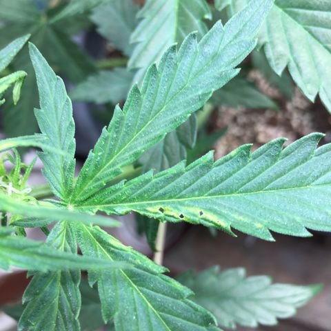 Purple Mimosa Xl Auto  #1 growlog timeline photo