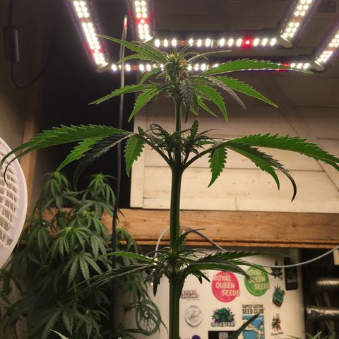 Purple Mimosa Xl Auto  #1 growlog timeline photo