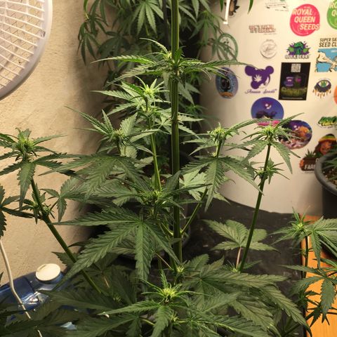 Purple Mimosa Xl Auto  #1 growlog timeline photo