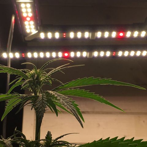 Purple Mimosa Xl Auto  #1 growlog timeline photo