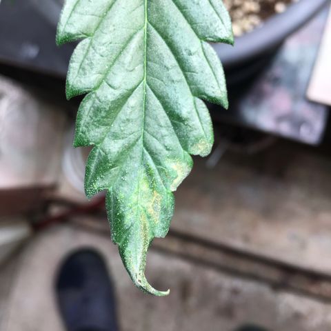 Purple Mimosa Xl Auto  #1 growlog timeline photo