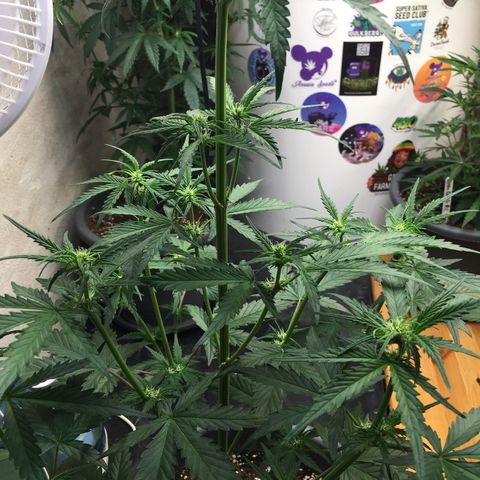 Purple Mimosa Xl Auto  #1 growlog timeline photo