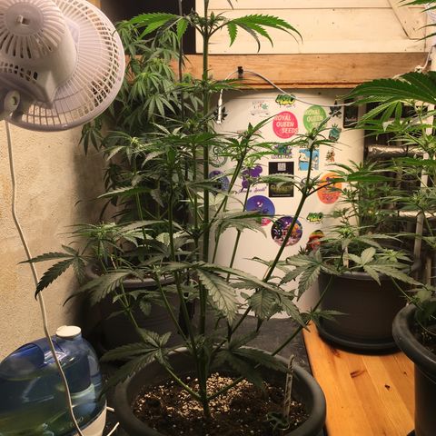 Purple Mimosa Xl Auto  #1 growlog timeline photo