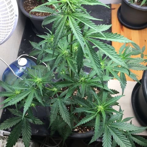 Purple Mimosa Xl Auto  #1 growlog timeline photo