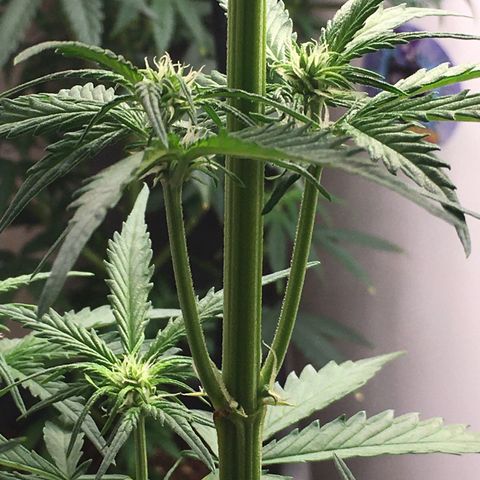 Purple Mimosa Xl Auto  #1 growlog timeline photo