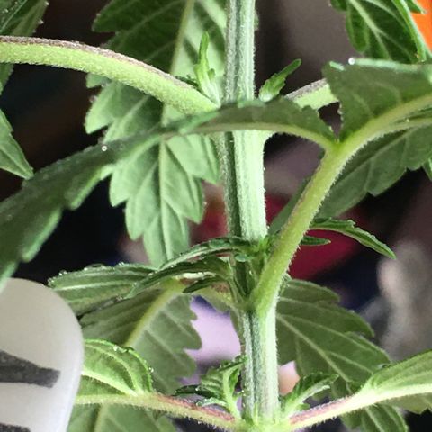 Ak47 #1 growlog timeline photo