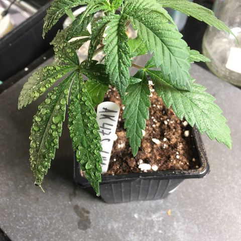 Ak47 #1 growlog timeline photo