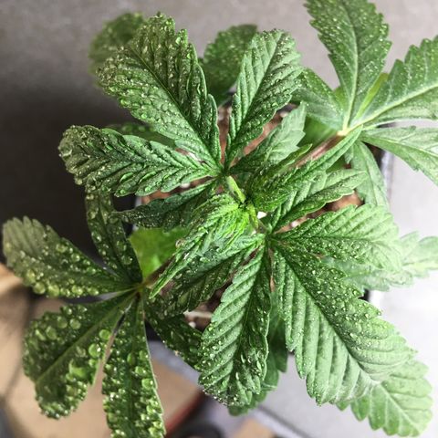 Ak47 #1 growlog timeline photo