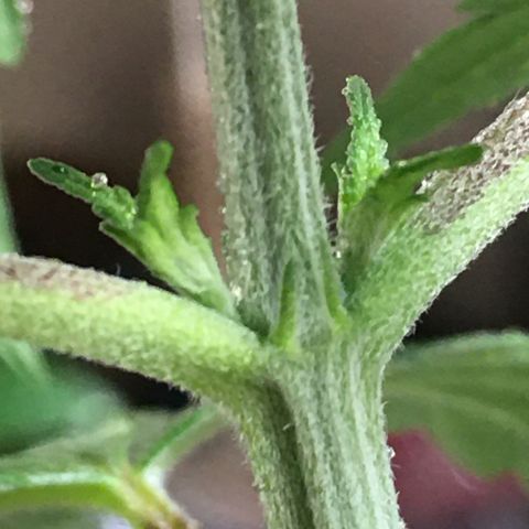 Ak47 #1 growlog timeline photo