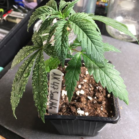 Ak47 #1 growlog timeline photo