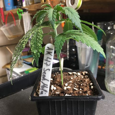 Ak47 #1 growlog timeline photo