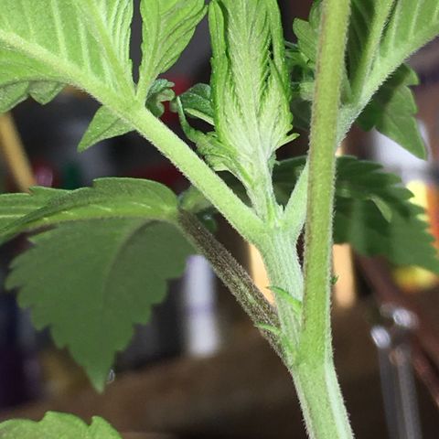 Gorilla Super Glue 2.0 growlog timeline photo