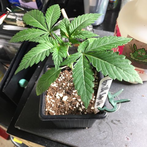 Gorilla Super Glue 2.0 growlog timeline photo
