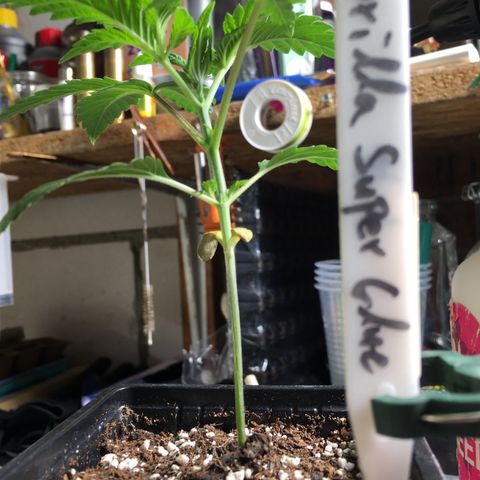 Gorilla Super Glue 2.0 growlog timeline photo