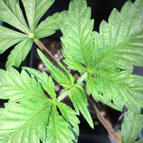 Gorilla Super Glue 2.0 growlog timeline photo