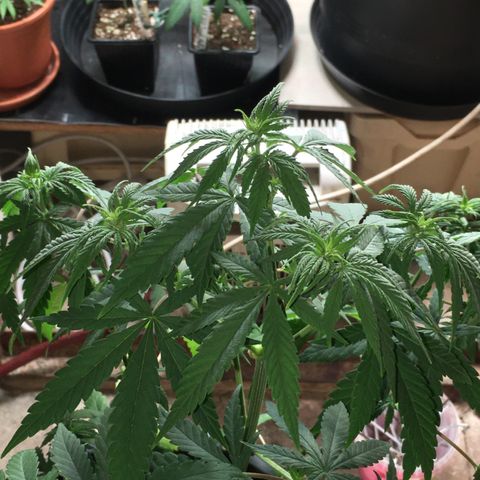 Zkittlez #1 growlog timeline photo