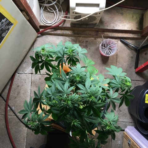 Zkittlez #1 growlog timeline photo