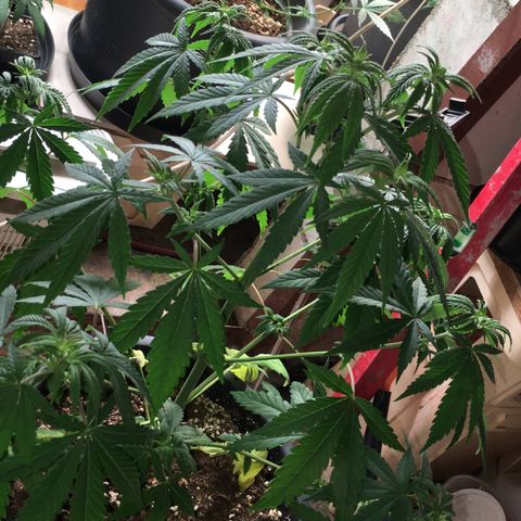 Zkittlez #1 growlog timeline photo