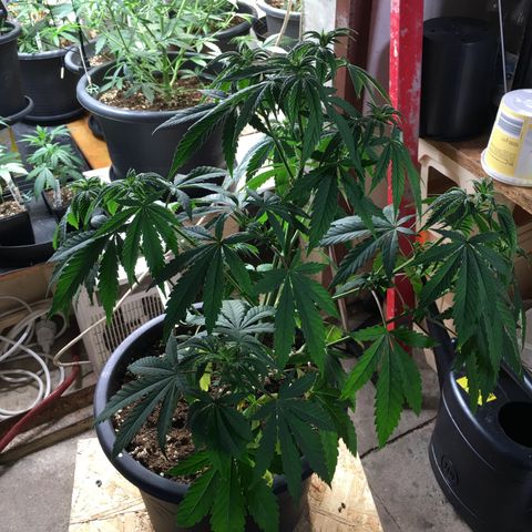 Zkittlez #1 growlog timeline photo