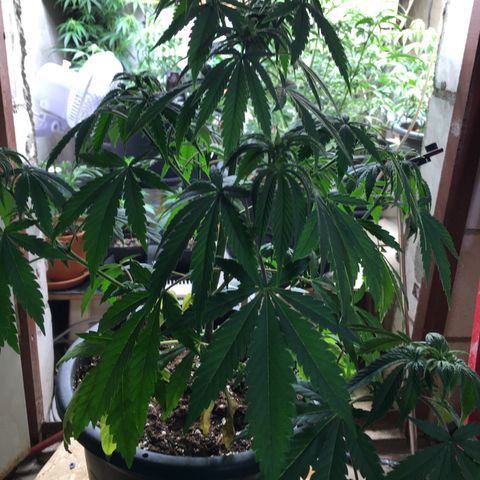 Zkittlez #1 growlog timeline photo