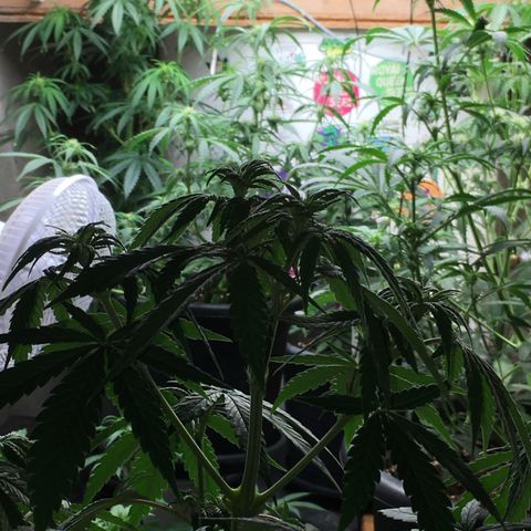Zkittlez #1 growlog timeline photo