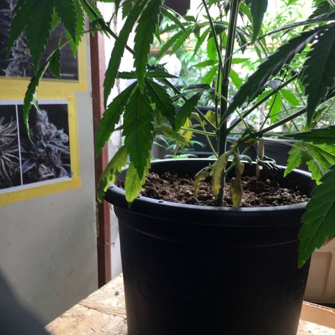 Zkittlez #1 growlog timeline photo
