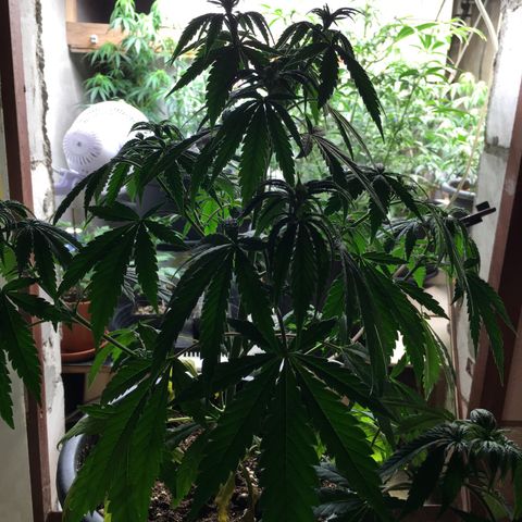 Zkittlez #1 growlog timeline photo