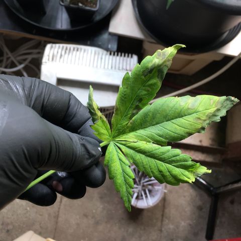 Zkittlez #1 growlog timeline photo