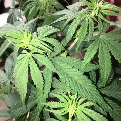 Zkittlez #1 growlog photo: Nachher!