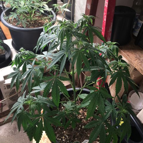 Zkittlez #1 growlog photo: Nachher!