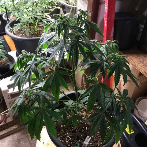 Zkittlez #1 growlog photo: Nachher!