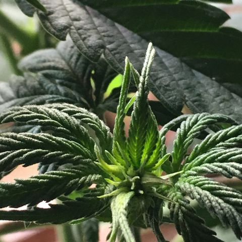 Zkittlez #1 growlog photo: Nachher!