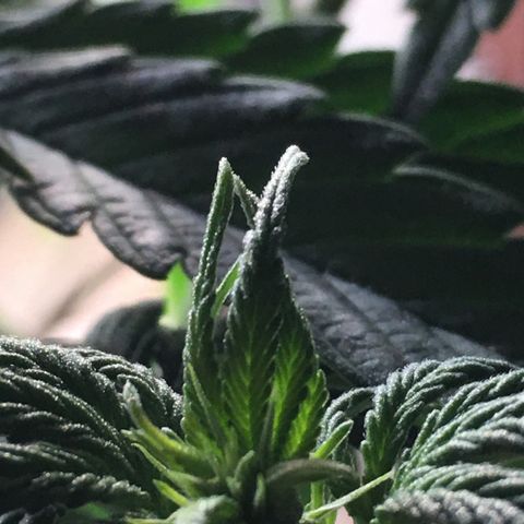 Zkittlez #1 growlog photo: Nachher!