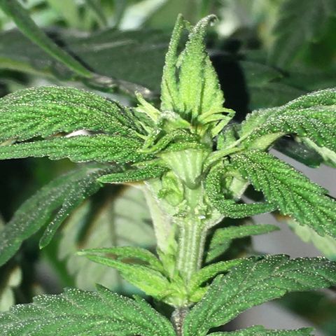 Zkittlez #1 growlog photo: Nachher!