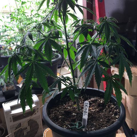 Zkittlez #1 growlog photo: Nachher!