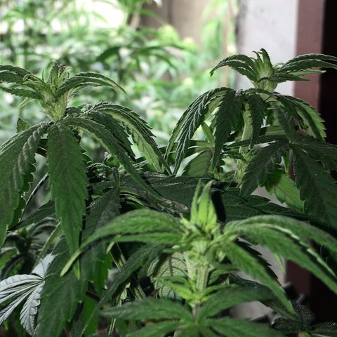 Zkittlez #1 growlog photo: Nachher!