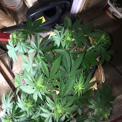 Zkittlez #1 growlog photo: Nachher!