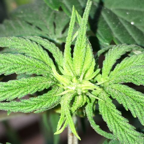 Zkittlez #1 growlog photo: Nachher!