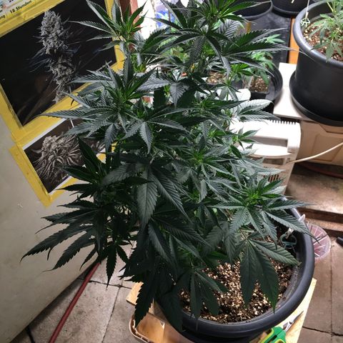 Lemon OG Kush #1 growlog timeline photo