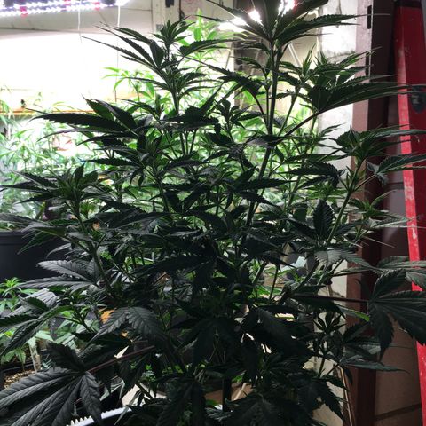 Lemon OG Kush #1 growlog timeline photo