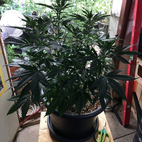 Lemon OG Kush #1 growlog timeline photo