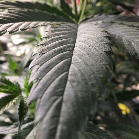 Lemon OG Kush #1 growlog timeline photo
